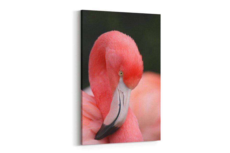 Blushing Elegance - Canvas Prints - Image 3