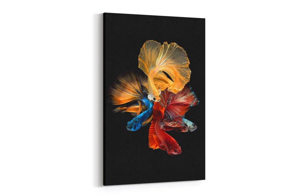 Betta Fish - Fine Art - Image 4