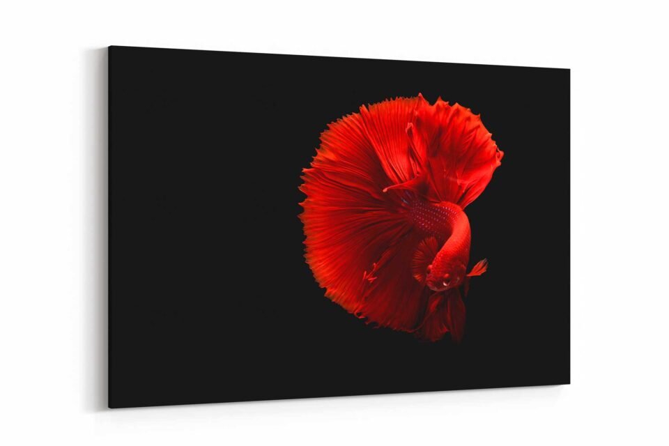 Crimson Betta - Canvas Art - Image 3